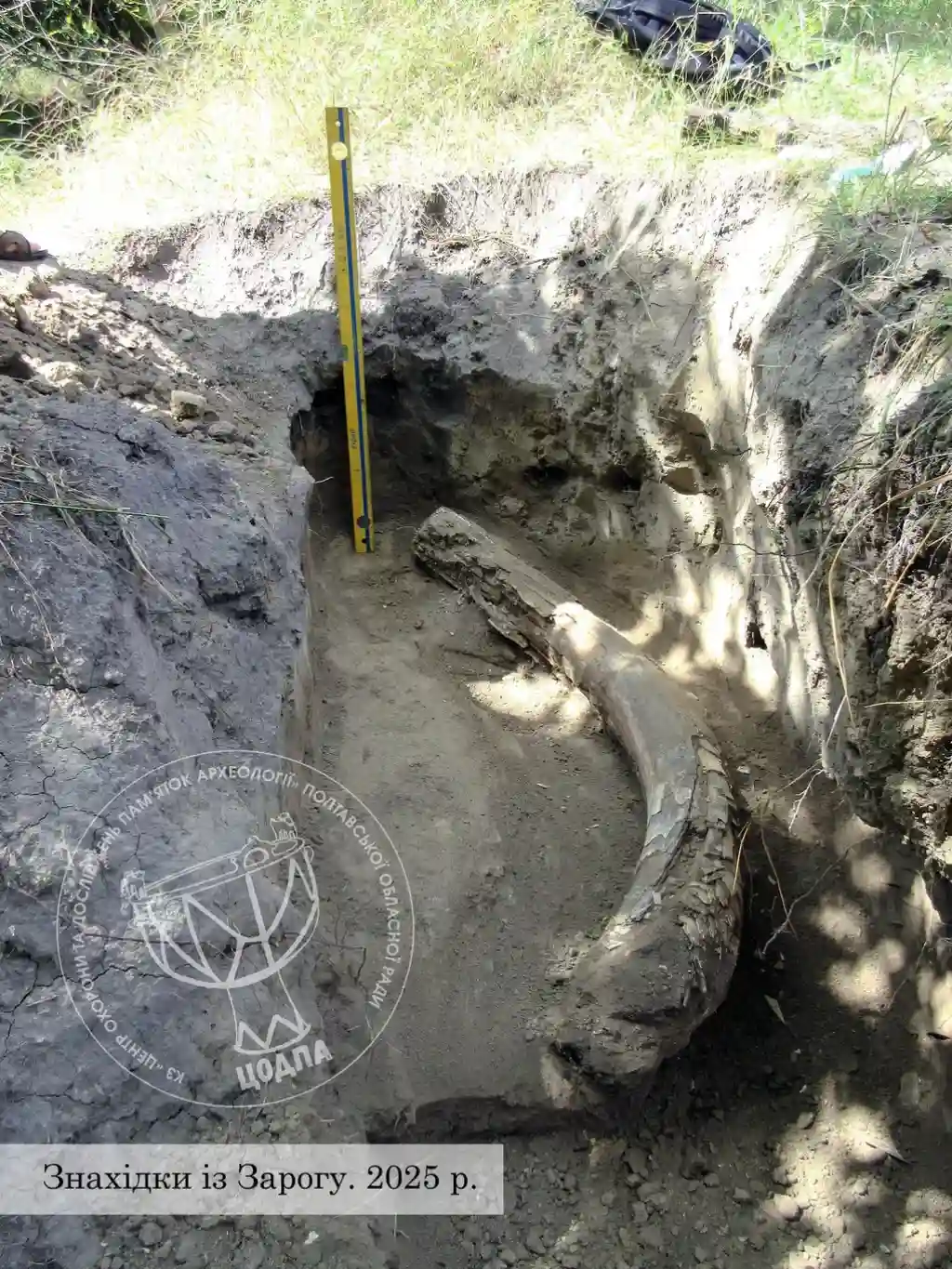 На Полтавщині під час земляних робіт знайшли бивень мамонта