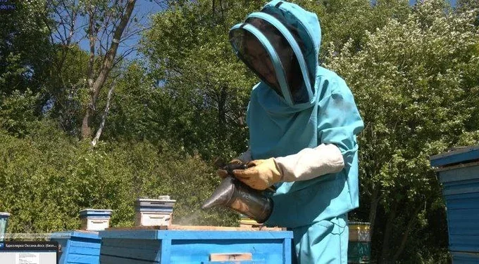 Жінки-пасічниці відновлюють бізнес у часи війни: історії та труднощі