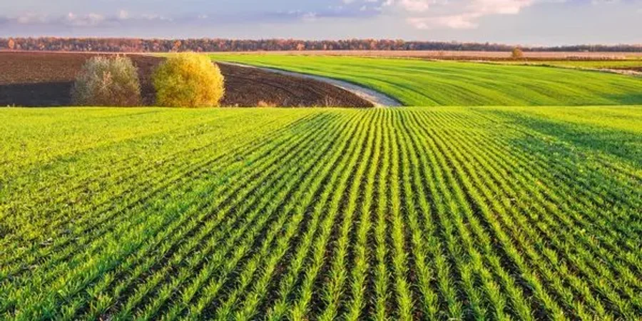 Кліматичні зміни змушують аграріїв Кіровоградщини відмовитися від кукурудзи та скоротити сою Кліматичні зміни змушують аграріїв Кіровоградщини відмовитися від кукурудзи та скоротити сою